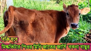 ২০৫ নং/ বাঘাবাড়ী মিল্কভিটার পিওর মিনি জার্সি বকনা বাছুর বিক্রি করা হবে। সোলায়মান মোবাঃ ০১৭৯২৪২৮০২১