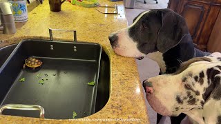 Curious Great Danes Accidently Bring Turtle Inside Thinking It's A Toy