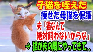 子猫を咥えた痩せた母猫が庭にいたので保護。夫「猫なんて絶対に飼わないからな」→猫が夫の隣にやってきて..【猫の不思議な話】【朗読】