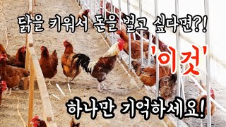 토종닭키우기 / 청계닭키우기 / 병아리분양 / 오골계병아리/ 청계닭병아리 / 토종닭병아리 / 닭 키워서 돈 벌고 싶다면? ‘이것’하나만 기억하세요! [계룡동물농장]