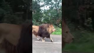 #shorts #lion KING 👑🦁 | SUBSCRIBE FOR MORE AMAZING CLIPS 🔴 | Lion walking on the road