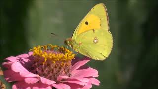 #butterfly insect nature beauty whatsapp status 4k video quality