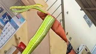 Rescue Snake 🐍 😮Green snake  பச்சை பாம்பு 🐍 தன் உருவத்தை விட பெரிய இரையை விழுங்கி இருக்கு #snake 😮