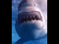 A big, scary shark #shark #fishing #shorts