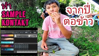 ลองทำเสียง sample kontakt จากปี่ตอข้าว