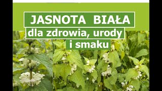 Jasnota biała - zastosowanie, właściwości zdrowotne