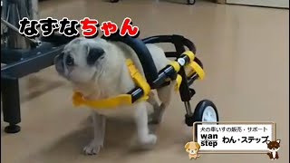 犬の車いすとパグ（なずなちゃん）【わん・ステップ】