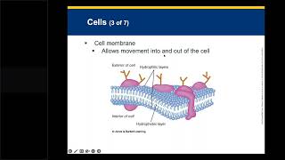 FTT AEMT Chapter 7 Lecture