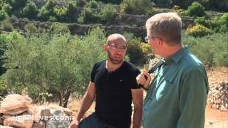 Battir, Palestine: Olive Harvest