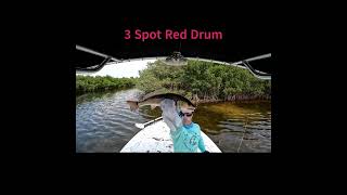 3 spots on this Red Drum #reddrum #fishingvideo #backcountryfishing #fishing #shorts