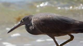 Eastern Reef Egret