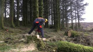 Felling a Sitka Spruce