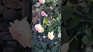 Taiwan a rose garden 🌹❤ #subscribe #video #vlog #rose