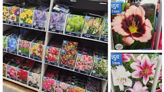 Walmart Summer Blooming Bulbs and Bare root plants are here for the 2025 garden season.