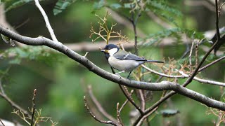 自然環境保全センター 自然観察園のシジュウカラ　その２３（4K60P動画）