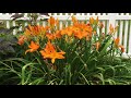 RAINBOW RHYTHM® Primal Scream Hemerocallis | www.gardencrossings.com