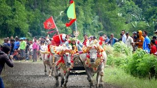 Makepung ( Buffalo Race ), Jembrana - Bali