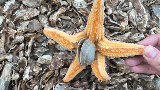 Starfish is eating clams, so interesting