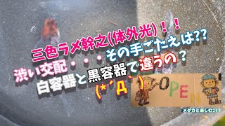 【メダカ】渋い交配・・・その手ごたえは？白容器と黒容器で違うの？ (*´Д｀) 【紅白＆三色 ラメ 幹之(体外光)】