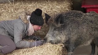 Meet Rillette, the wild boar caught in a French legal battle