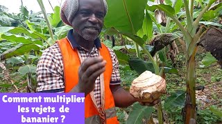 production des PIF pour 2024; épisode 1: préparation des rejets