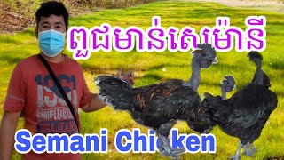 ពូជមាន់សេម៉ានីខ្មៅទាំងសាច់ទាំងឆ្អឹងដូចត្មាតរសជាតិប៉ូវ Black Semani Chieken, give strong when we eat.