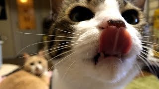 遊び飽きない猫だいちゃん【猫日記こむぎ＆だいず】2019 03 23