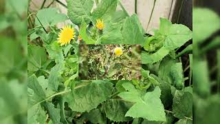 Médecine rurale  Laitron commun  ( Sonchus oleraceus )