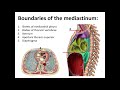 The mediastinum