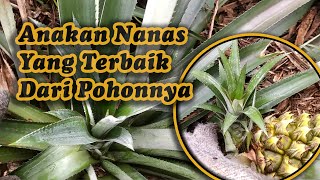 BAGAIMANA CARA MENDAPATKAN ANAKAN POHON NANAS