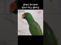 지구젤리 양치하는 엄마 옆에서 떠드는 앵무새 둘 서로 하고싶은 말만 함 talking parrot