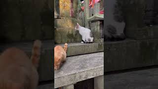 【伏見稲荷】何かを察して集まり出す猫達　A cat that gathers by guessing something