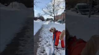 பனி விழுந்து வனம் போல் காட்சி தரும் கனடா ❄️ 🏔