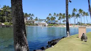 ラグーン「ヒルトン・ワイコロア・ビレッジ(Hilton Waikoloa Village)」　ハワイ島コナ　　DSCN0535