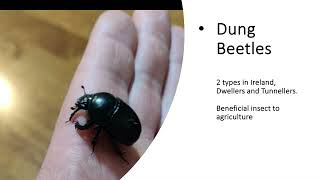 Bruce Thompson (Dairy farmer) - Dung Beetles: A Farmers Best Friend