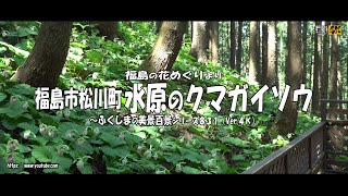 福島の花めぐりより Ｖｅｒ.  4Ｋ～ 福島市松川町 水原のクマガイソウ ～