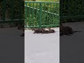 Omg Four Baby Otters  Crying #shortvideo #nature #eastcoast #lutrinae #mustelidaefamily #animal