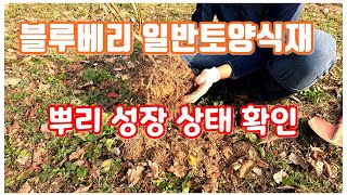 블루베리  일반 토양(땅)에 심으면 이렇게 됩니다.  블루베리재배법.