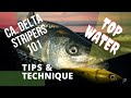 CA. DELTA STRIPERS 101: Topwater Instruction, Tips and Technique.