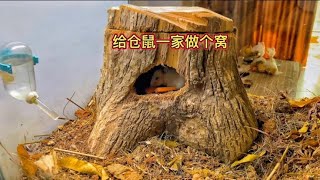 In order to build a tree stump house for my hamster family, I actually carried a tree home