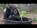 what do the orangutans and chimpanzees eat at the sanctuary