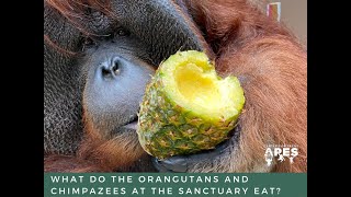 What do the orangutans and chimpanzees eat at the sanctuary?