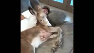 A man sleeps with a donkey and sexually harassing her... !!! A man sleeps with a donkey and sexually harassing her... !!!