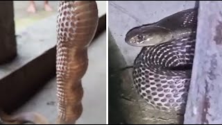 Man finds huge snake eating eggs in his house at Jalpaiguri