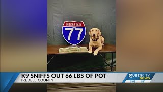 Iredell County K-9 Connie sniffs out 66 pounds of pot on I-77