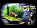 Nano Fish Ecosystem Bowl: AMAZING NO WATER CHANGE & No Filter Aquarium (Aquascape Tutorial)