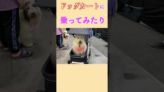 犬のお祭り インターペット大阪に行きました💨オハナとパトラ大量試食にご満悦❗️  #dog #オールドイングリッシュシープドッグ #オハナとパトラ #大型犬 #もふもふ #anjing #犬