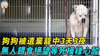 狗狗遺棄籠中3天3夜，無人餵食絕望等死，無助求救模樣太令人心酸...