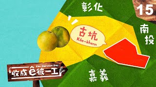 《收成ê彼一工》EP15｜雲林古坑ê柳丁