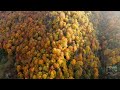 შემოდგომის სიმფონია autumn symphony from the mountain giya kancheli yellow leaves